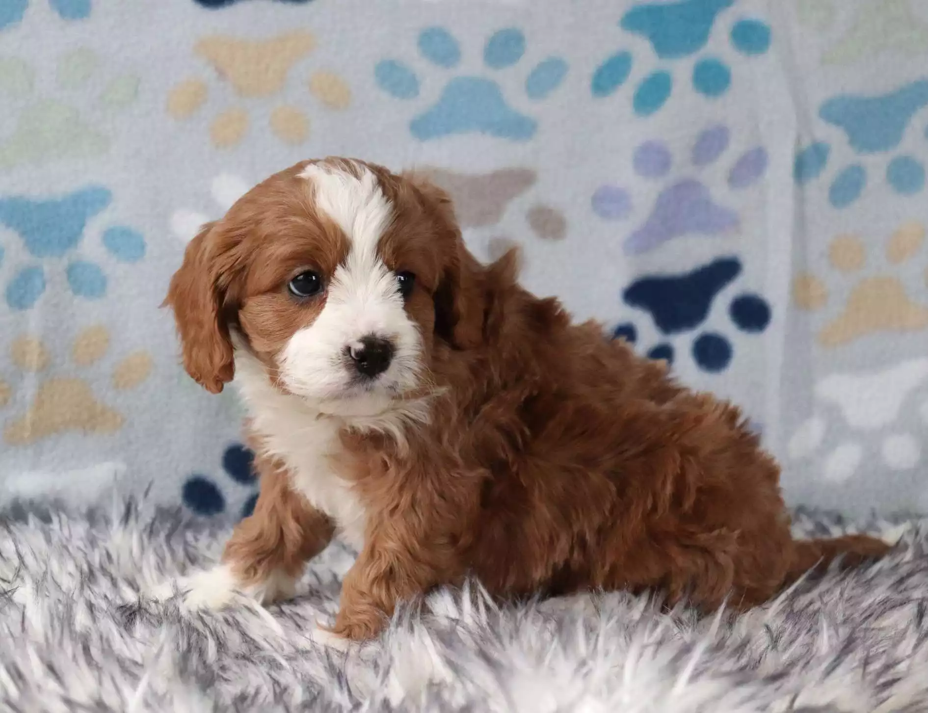 F1 Petite Cavapoo - Navy ( M ) - Image 3