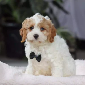 red cavapoo