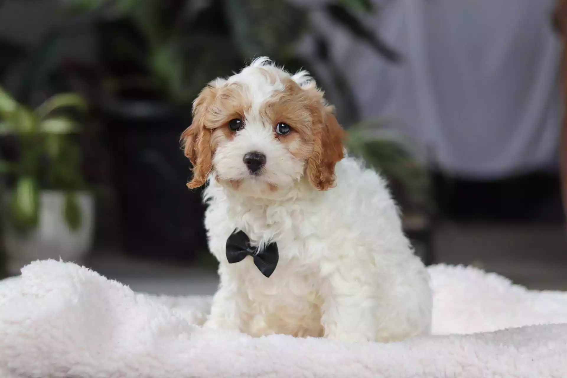 cavapoo dogs for sale