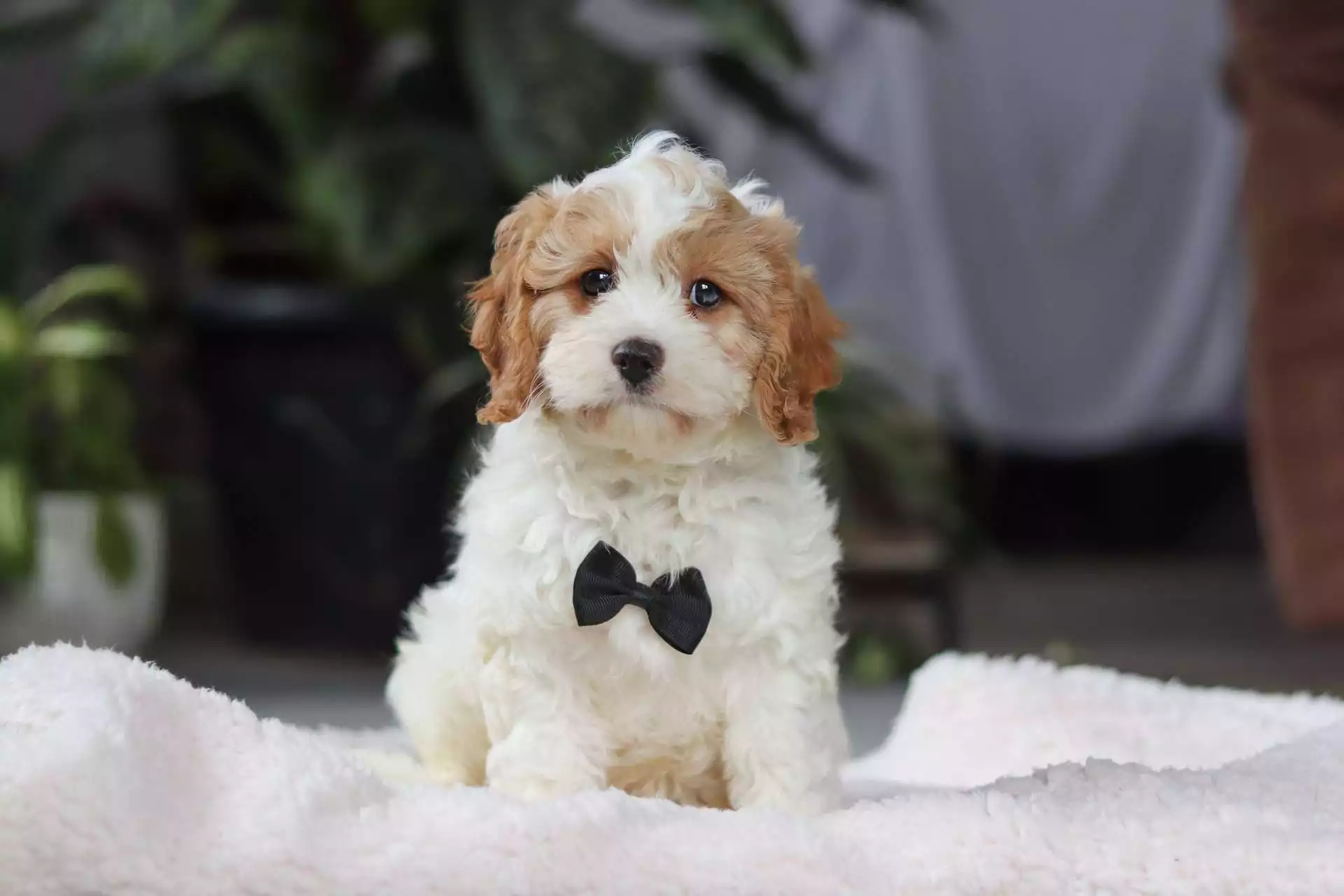 cavapoo dogs for sale
