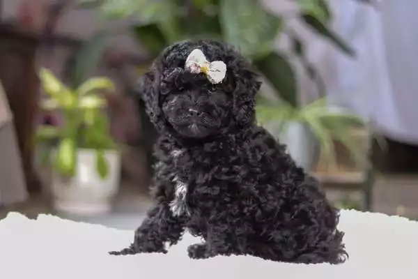 F1b Petite Cavapoo - Dodge ( F ) - Image 3