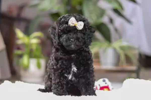 F1b Petite Cavapoo - Dodge ( F ) - Image 2