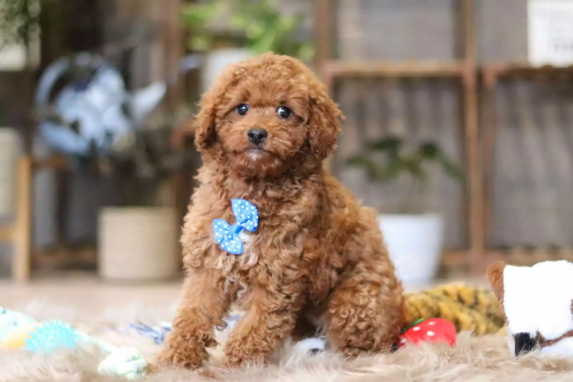 F1b Petite Cavapoo - Phil ( M ) - Image 3