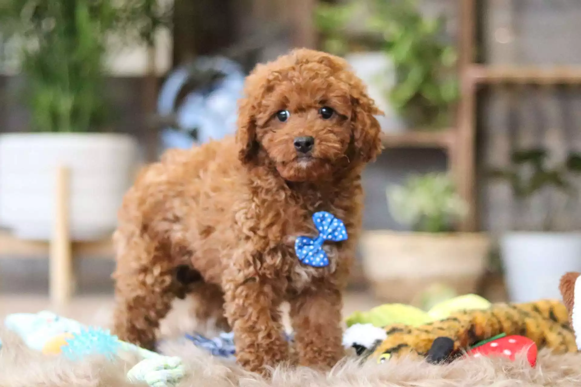 F1b Petite Cavapoo - Phil ( M ) - Image 2