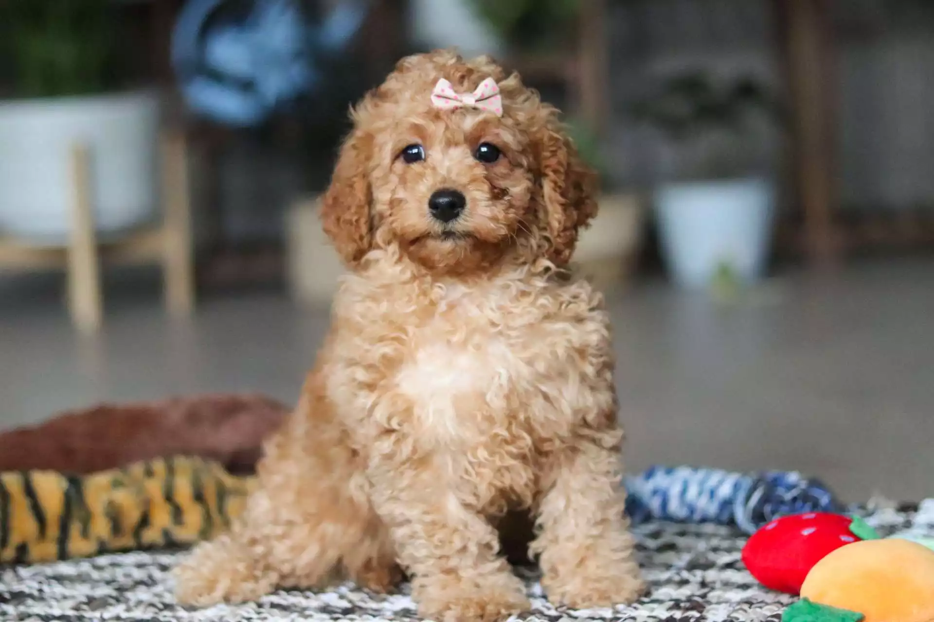 F1b Petite Cavapoo - Spring ( F ) - Image 4