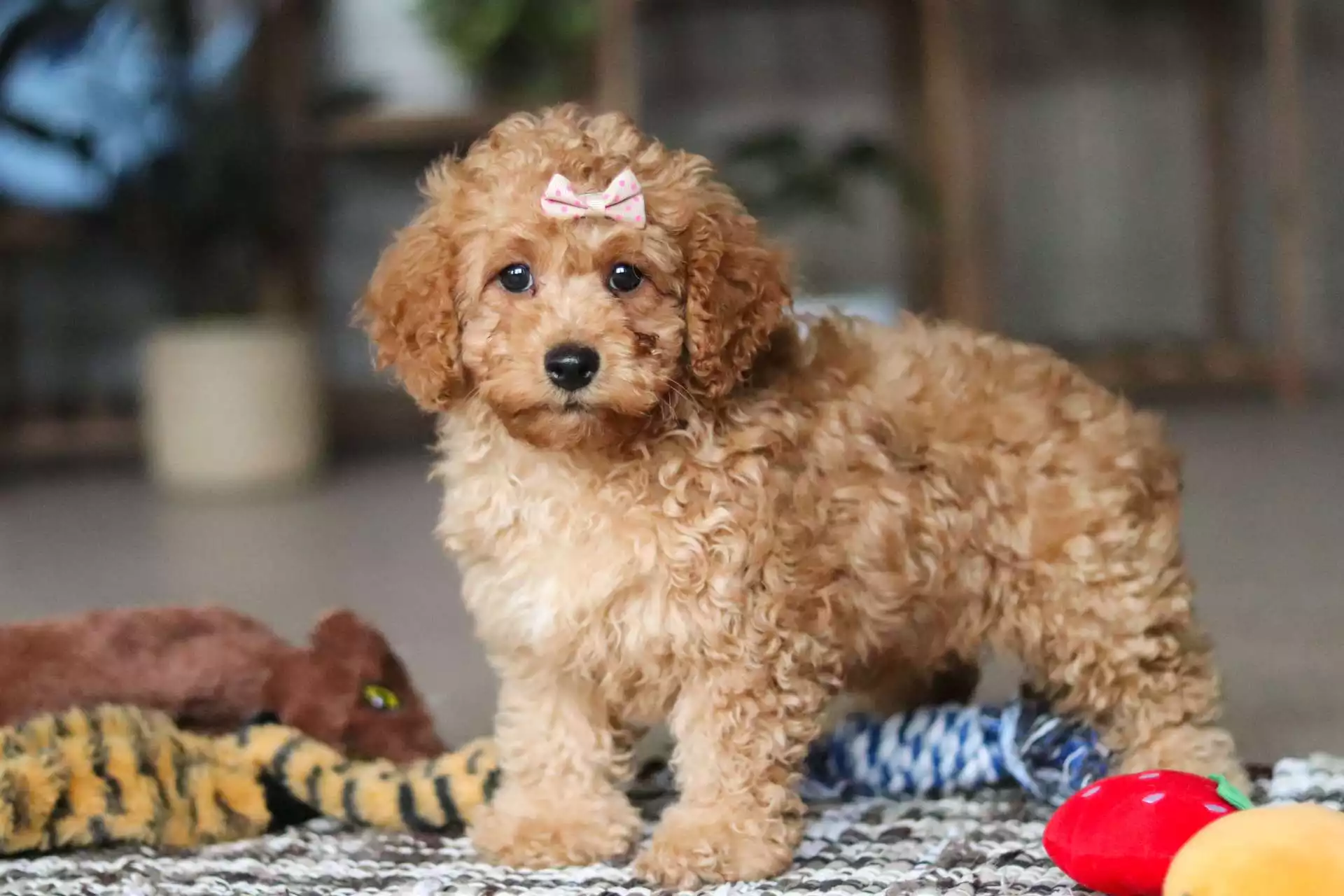 F1b Petite Cavapoo - Spring ( F ) - Image 2
