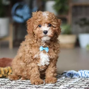 cavapoo for adoption