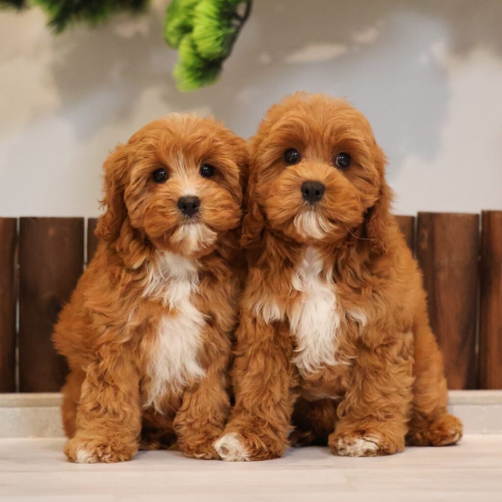 cavapoo puppies