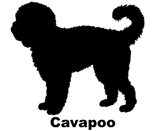 Cavapoo Puppies for Sale USA