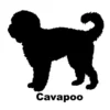 cavapoo poppies for sale
