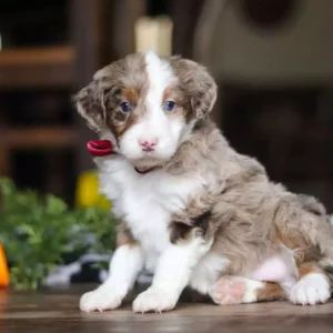 mini aussiedoodle breed