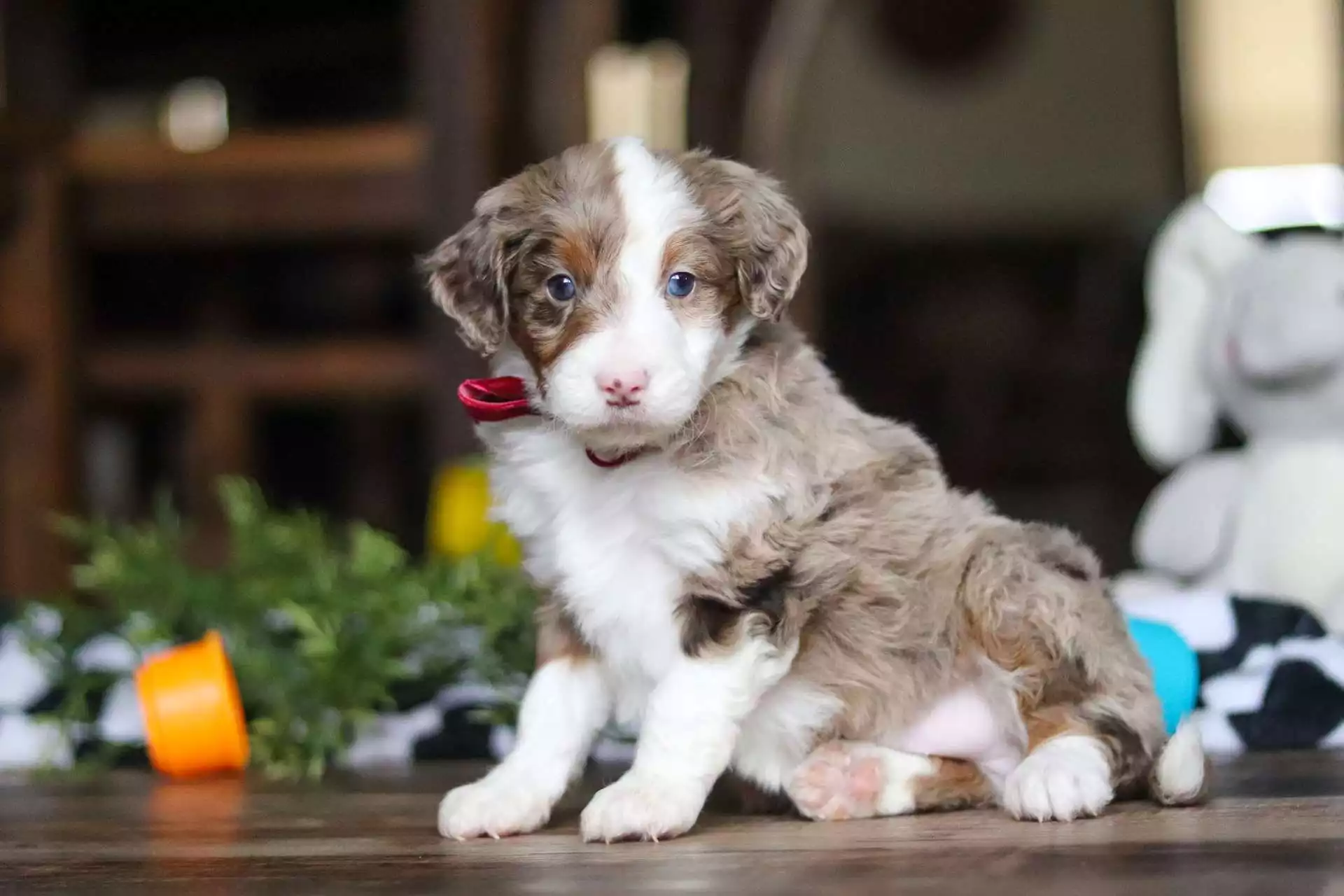 mini aussiedoodle breed