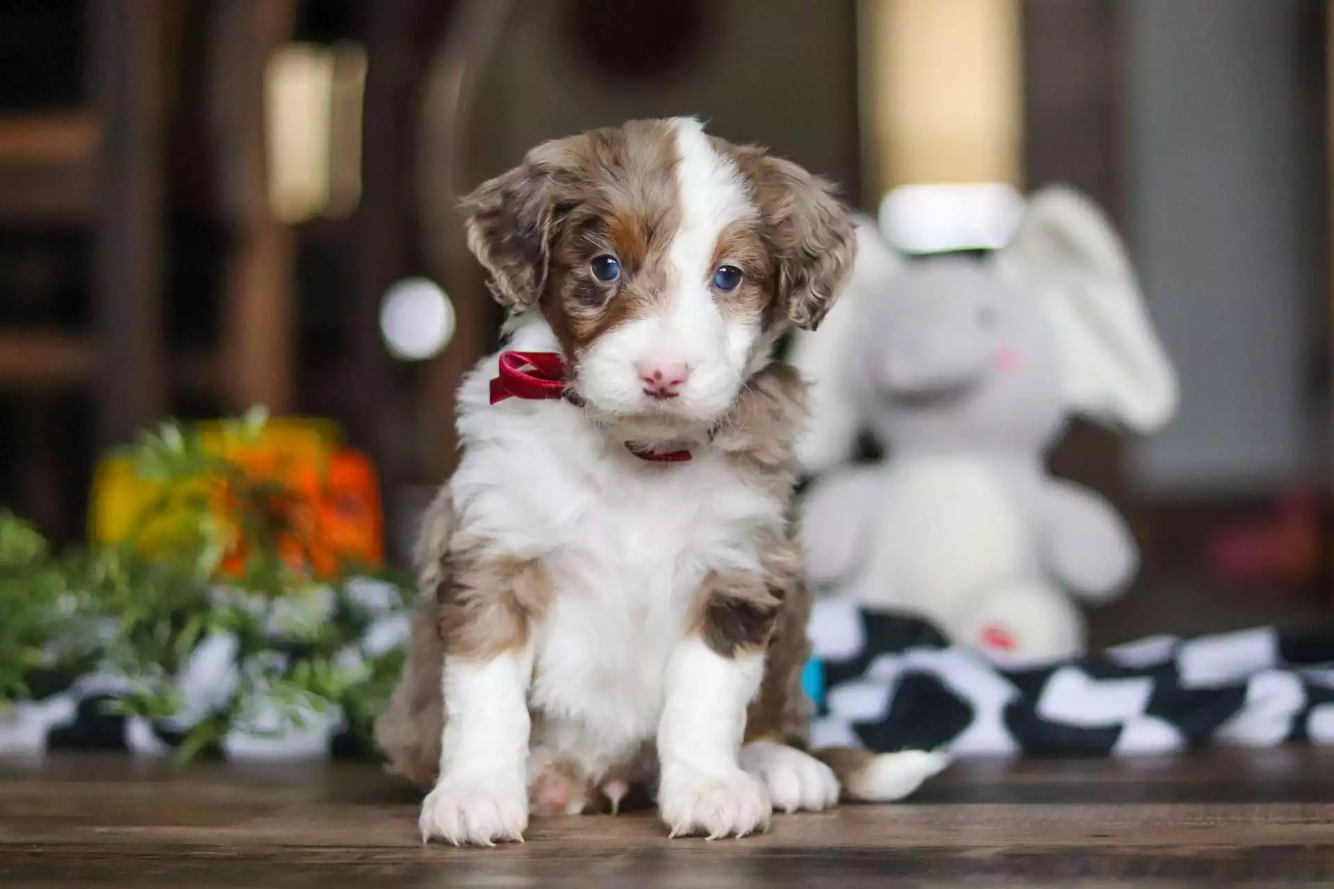 F1 Mini Aussiedoodle - Mars ( M ) - Image 4