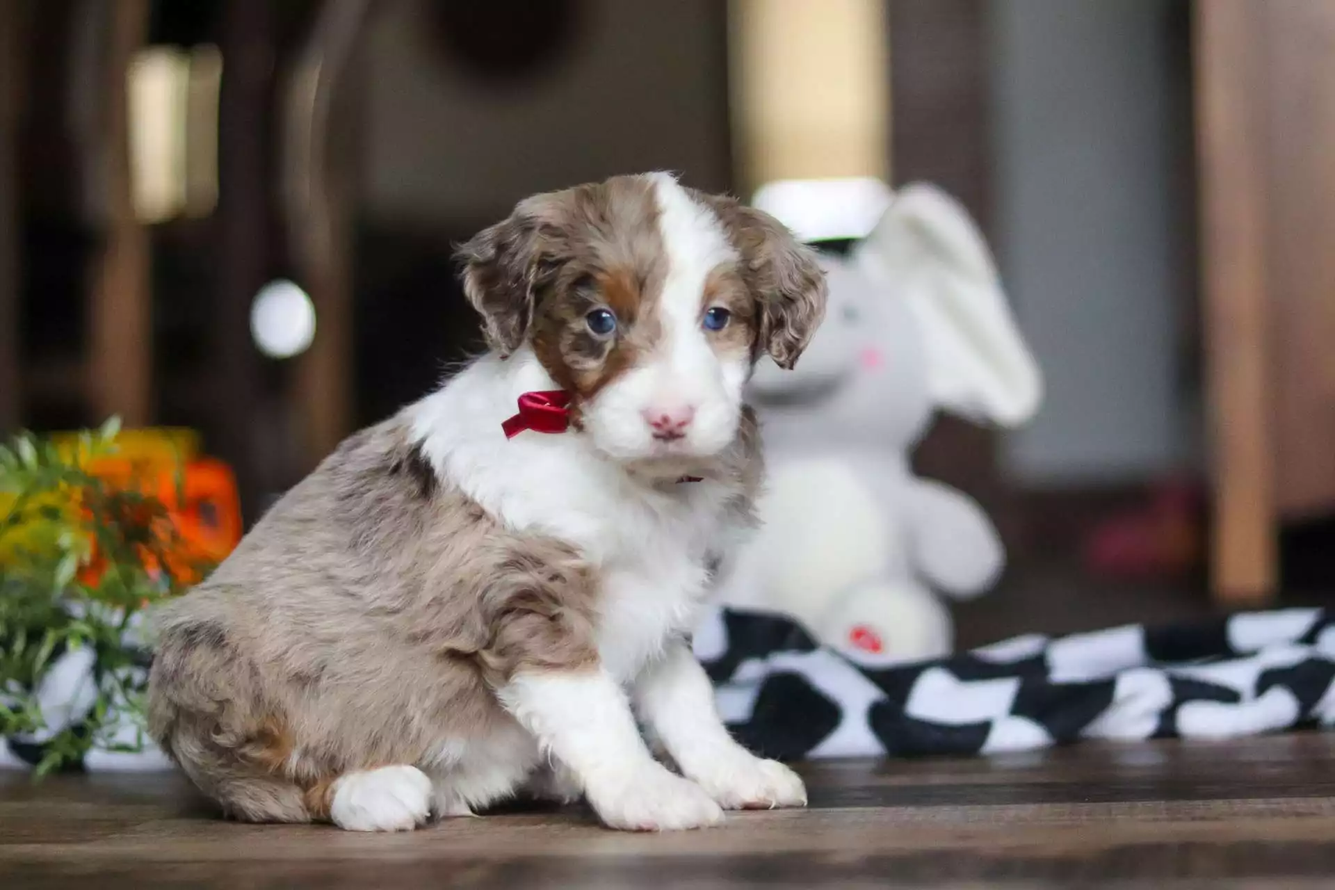 F1 Mini Aussiedoodle - Mars ( M ) - Image 3