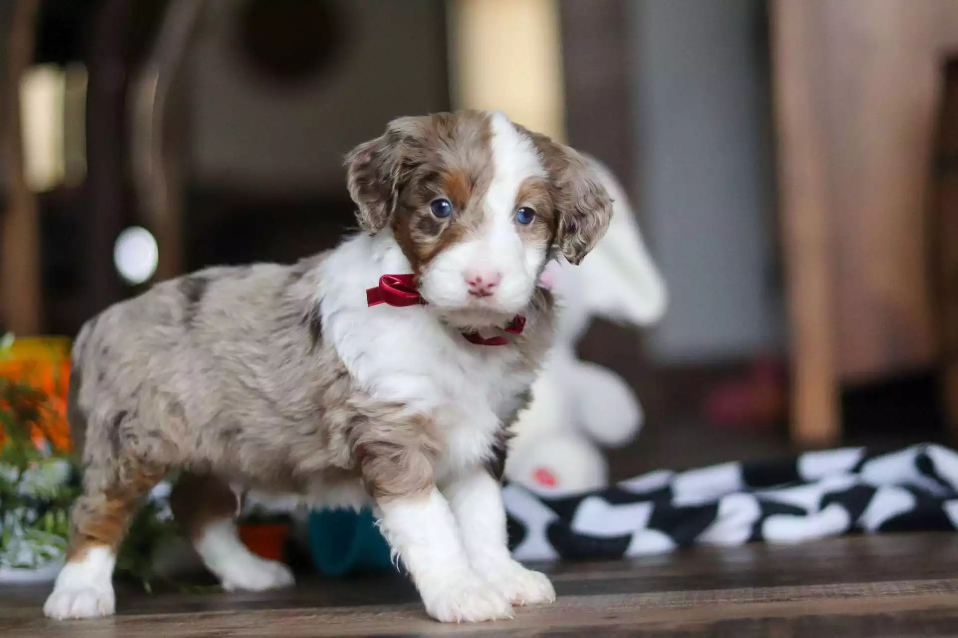 F1 Mini Aussiedoodle - Mars ( M ) - Image 2